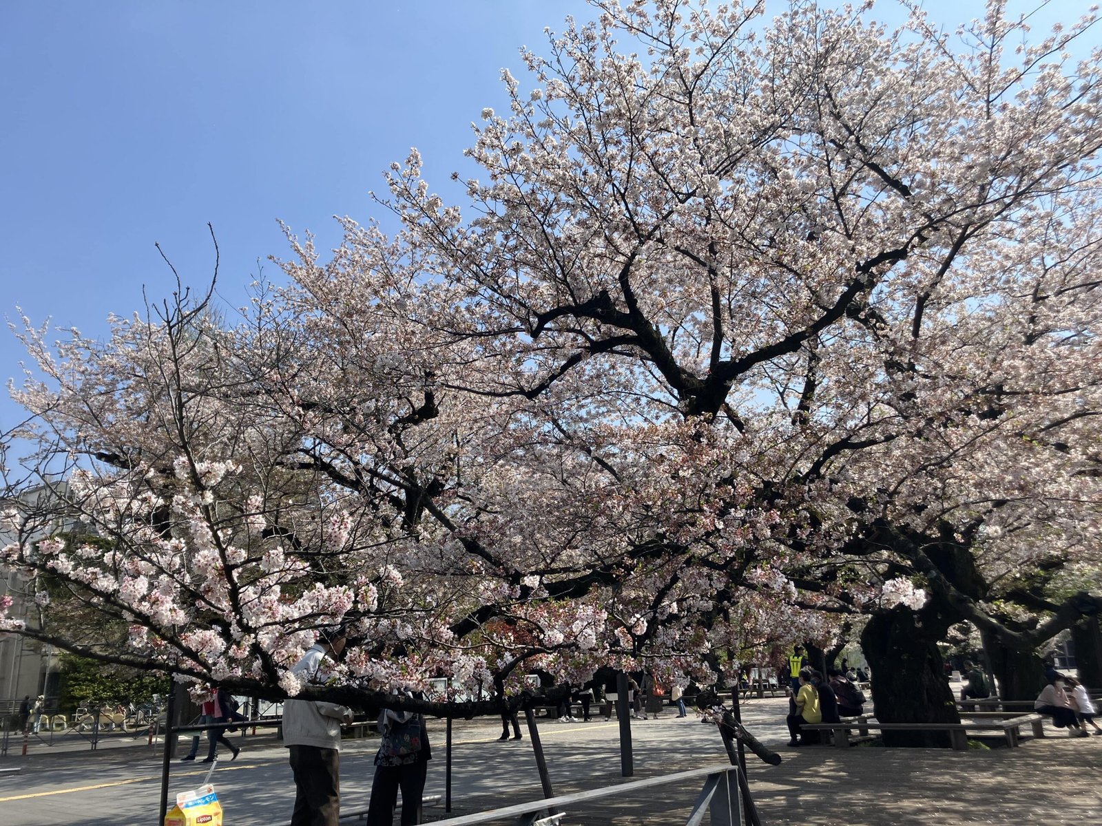 cherry blossom japan